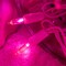 Pink LED Christmas Lights with Pink Wire, 33 Feet 100 Count UL Certified Commercial Grade LED Holiday String Light Set (Pink - Pink Wire)